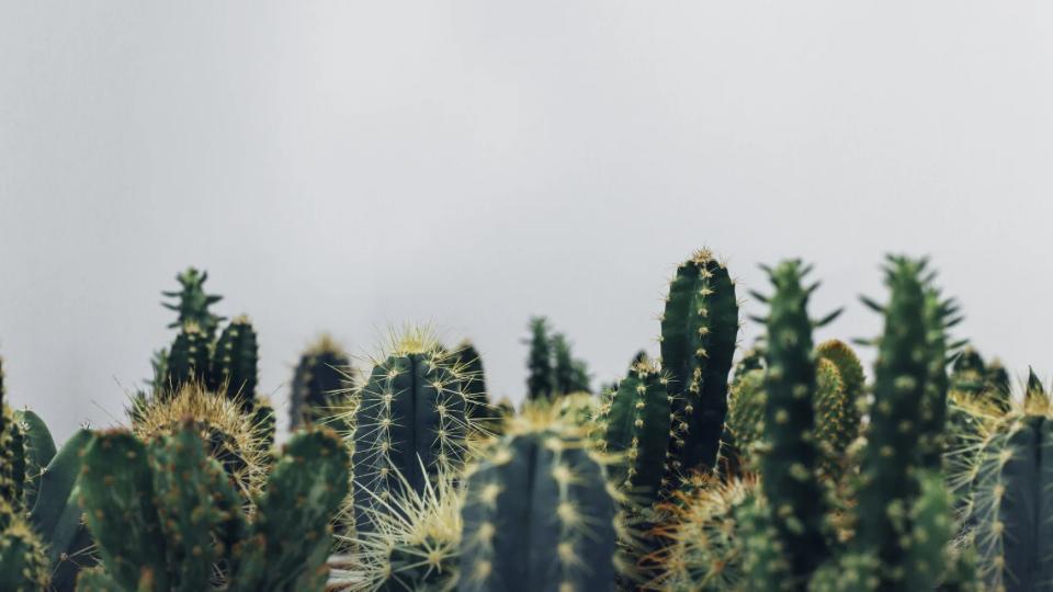 kaktus.jpeg
