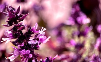 Hostes Çiçeği (Hypoestes) Bakımı | ÇİÇEKSEL