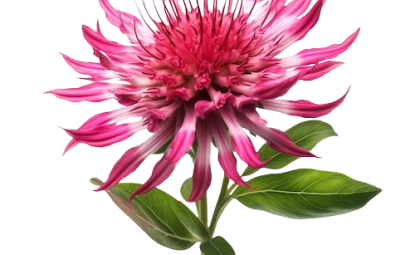 Medine Çiçeği